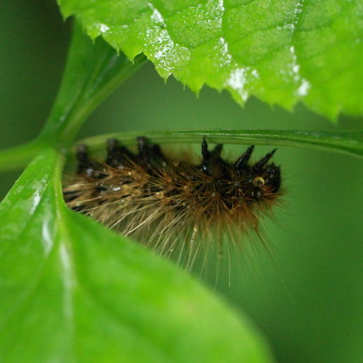 点击查看原图大小