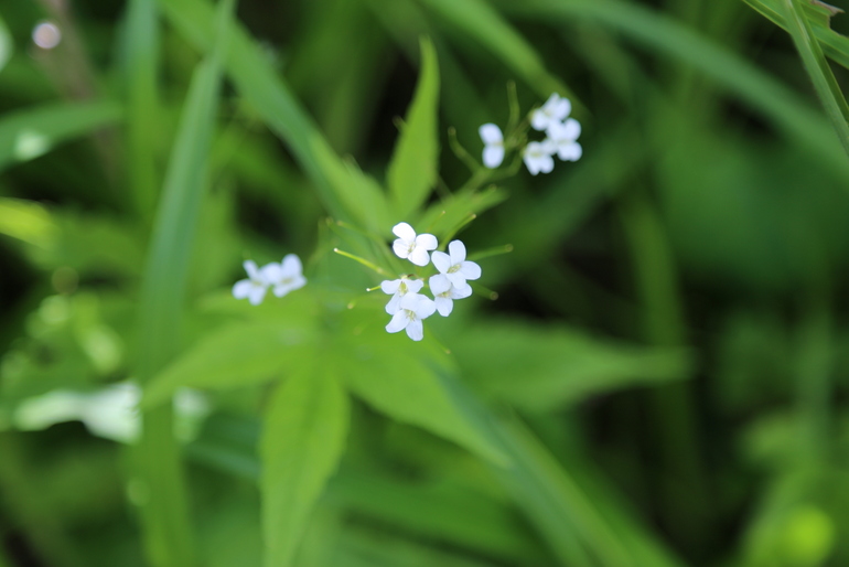 点击查看原图大小