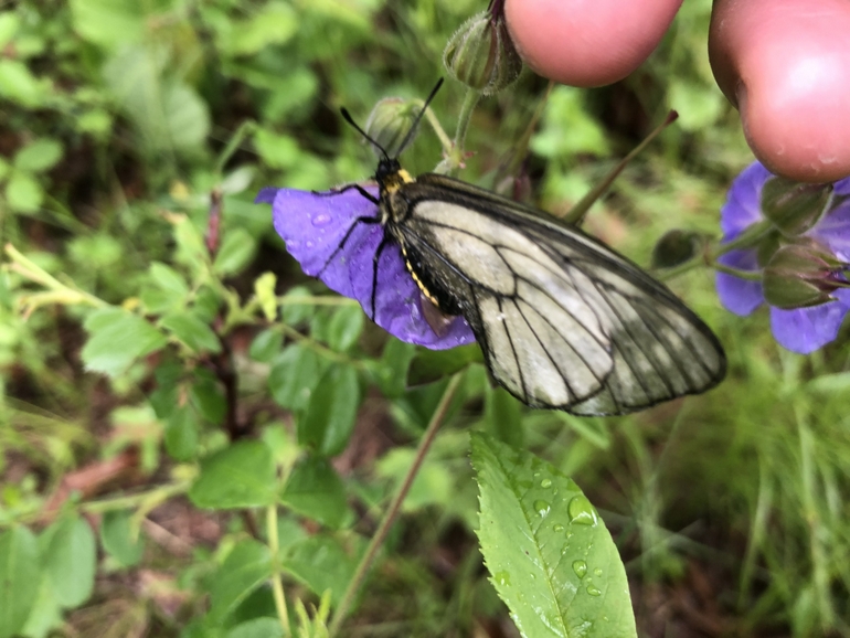 点击查看原图大小