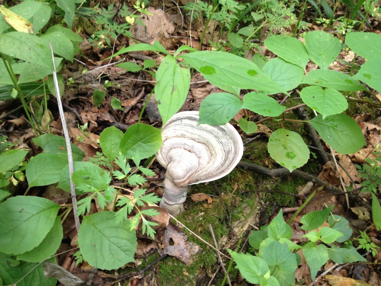 点击查看原图大小