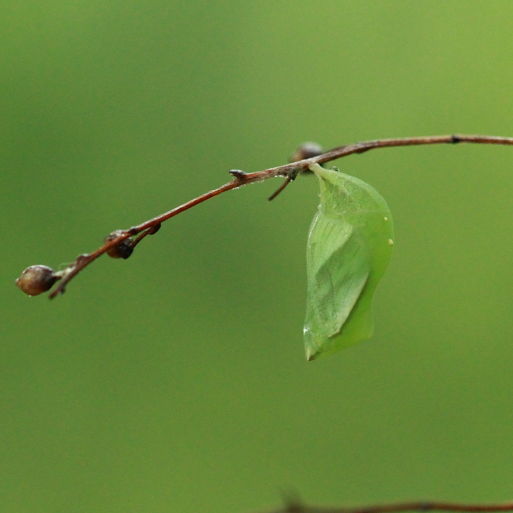点击查看原图大小