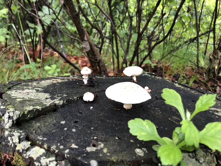 点击查看原图大小