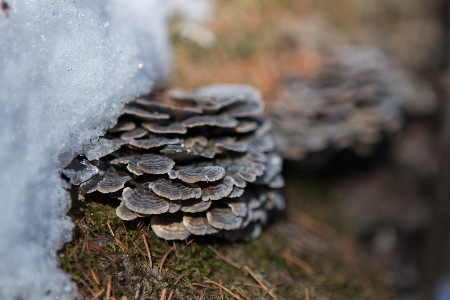 点击查看原图大小