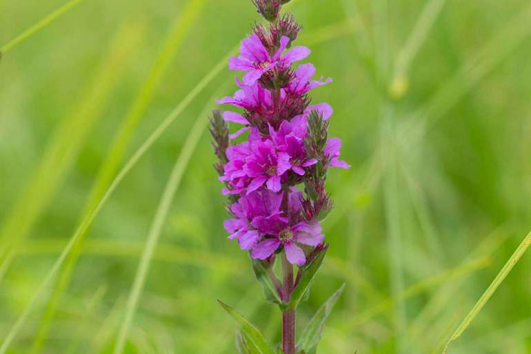 点击查看原图大小