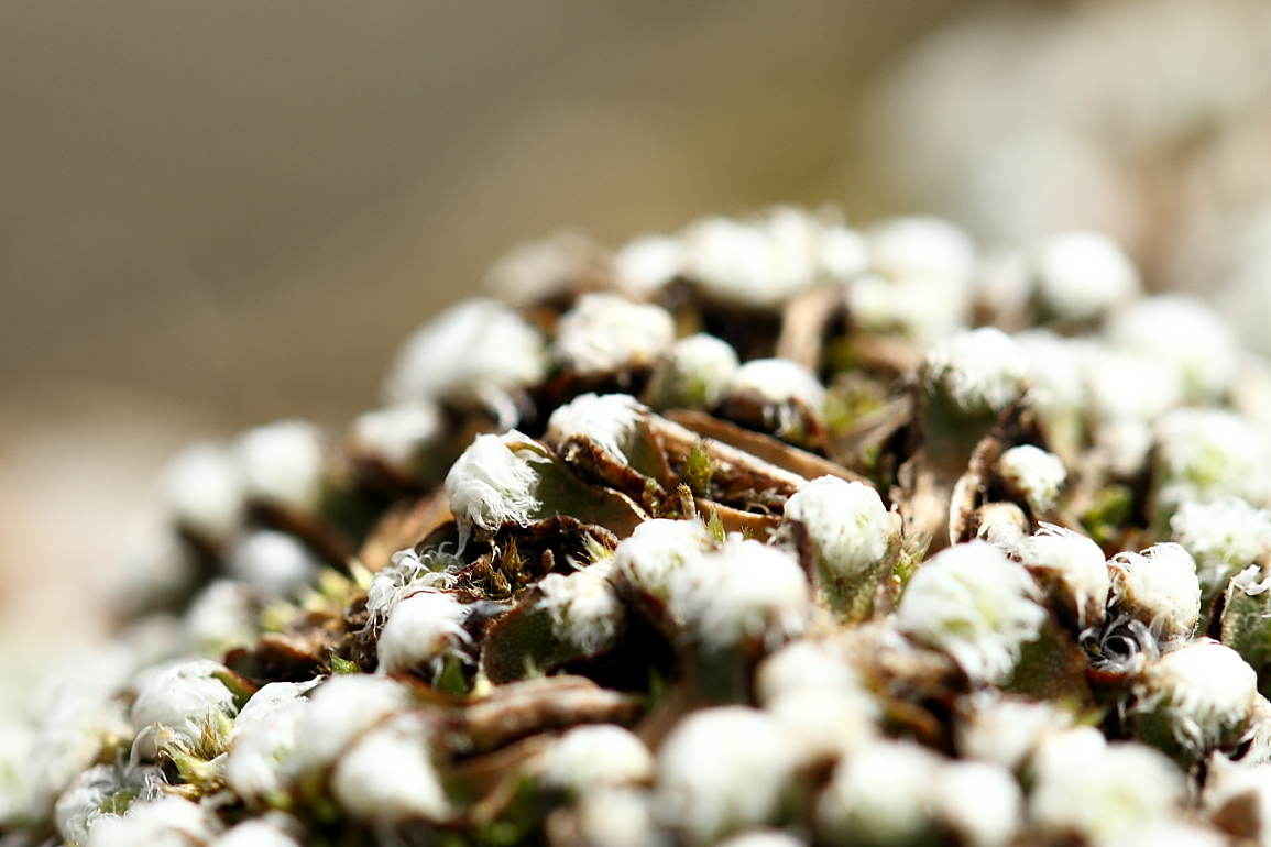 点击查看原图大小