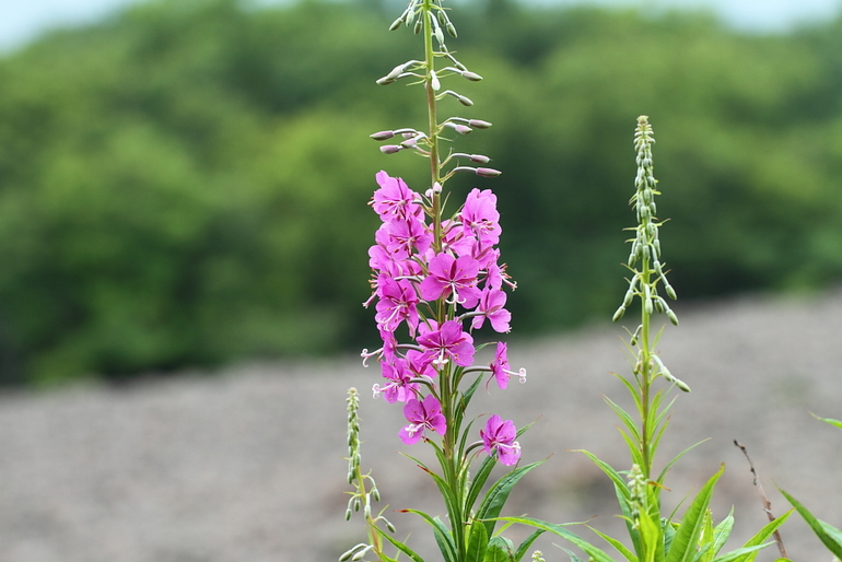 点击查看原图大小