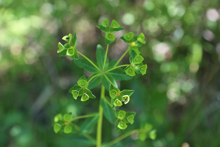 点击查看原图大小
