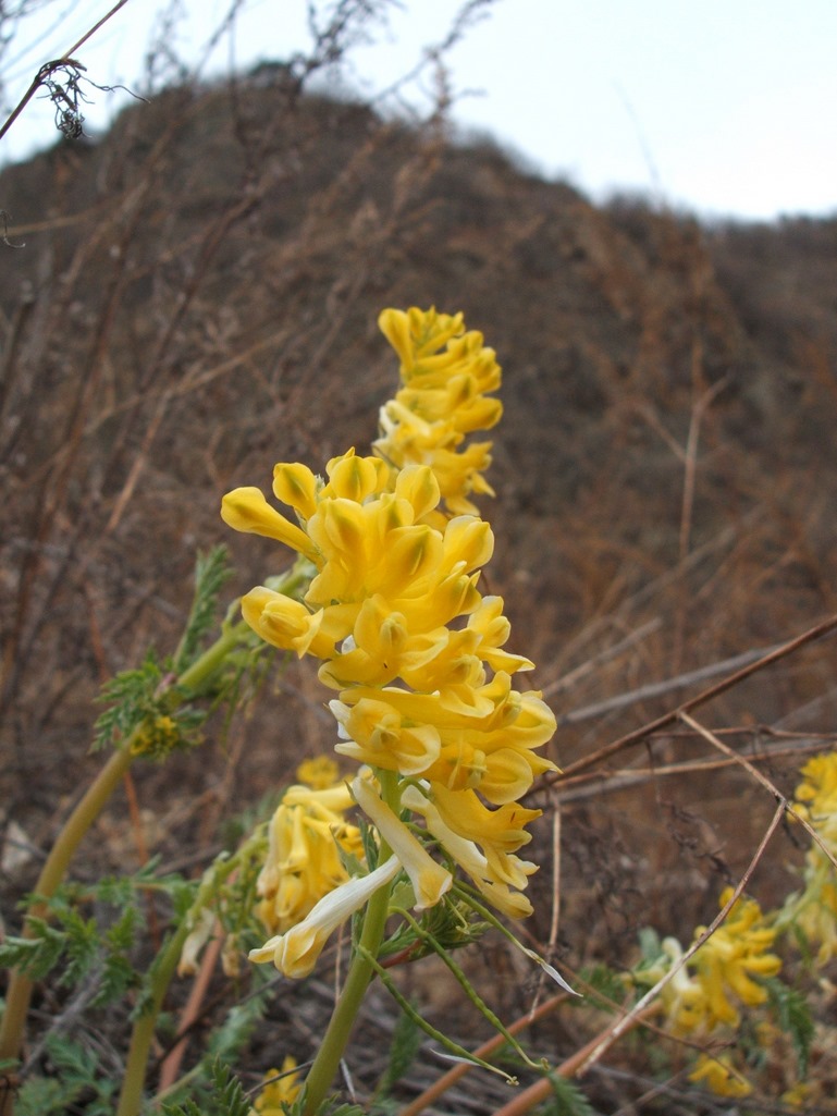 点击查看原图大小