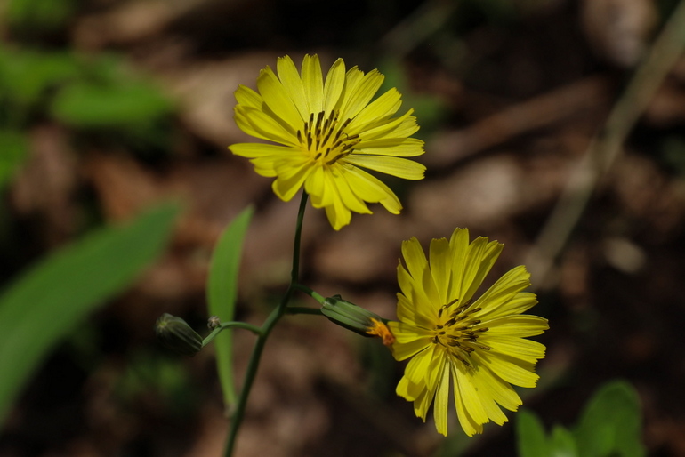 点击查看原图大小