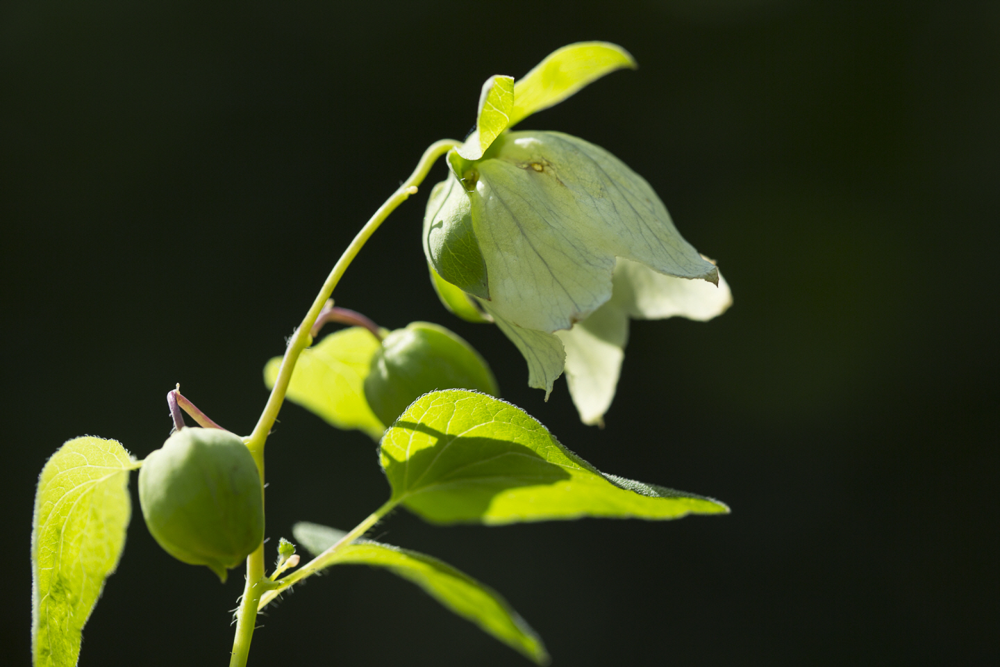 点击查看原图大小