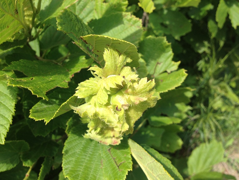 点击查看原图大小