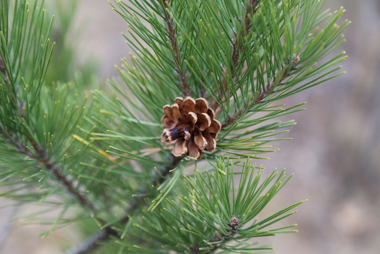 点击查看原图大小