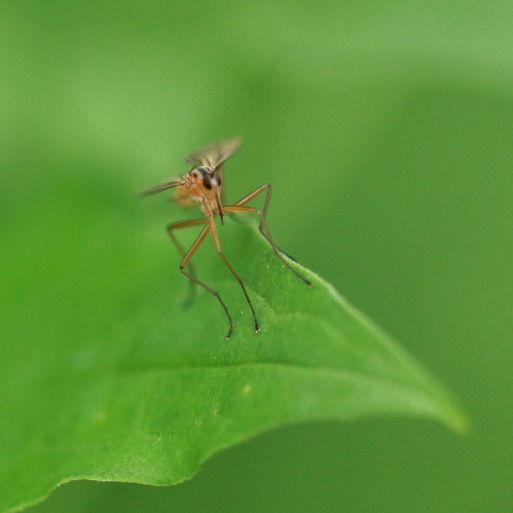 点击查看原图大小
