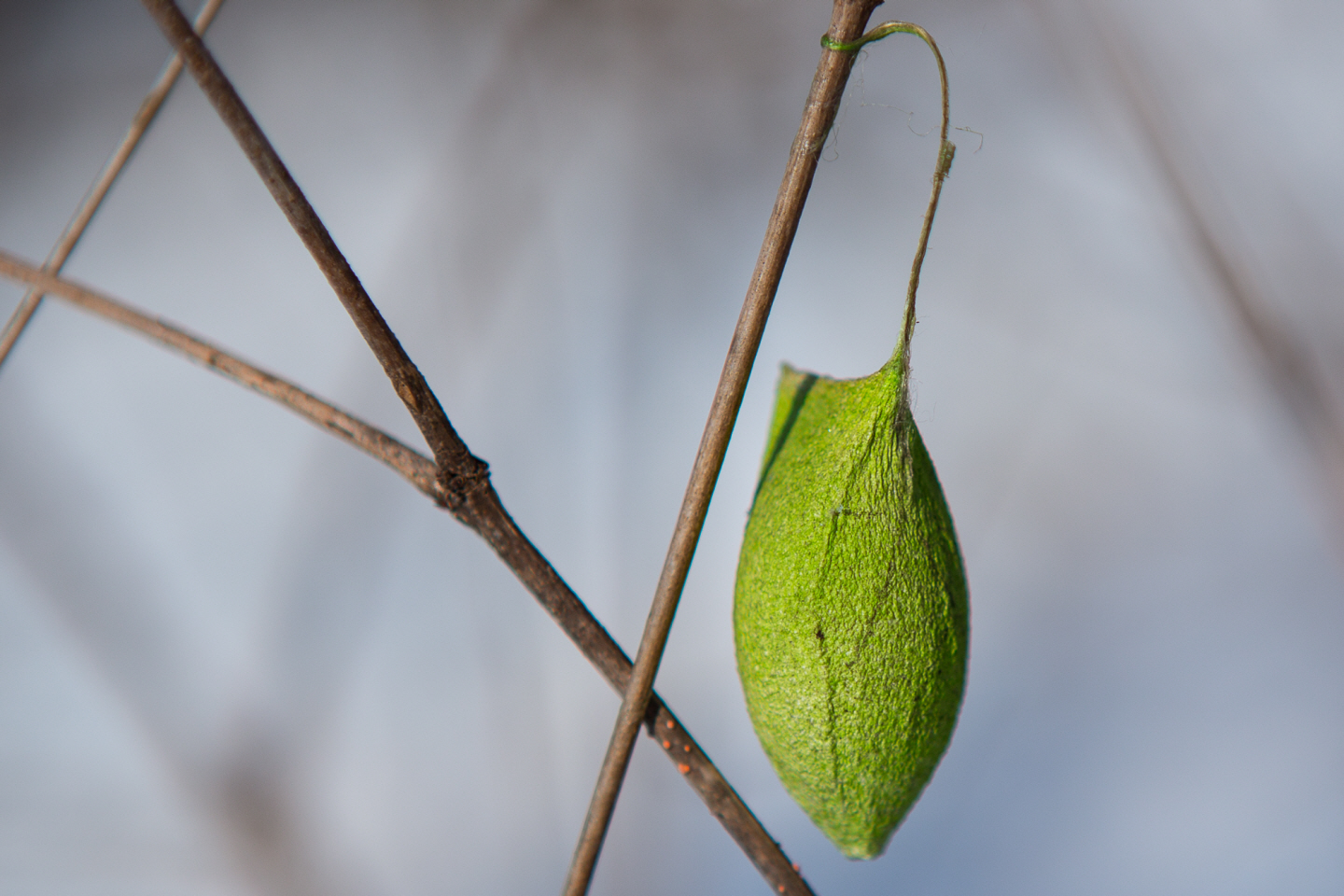 点击查看原图大小