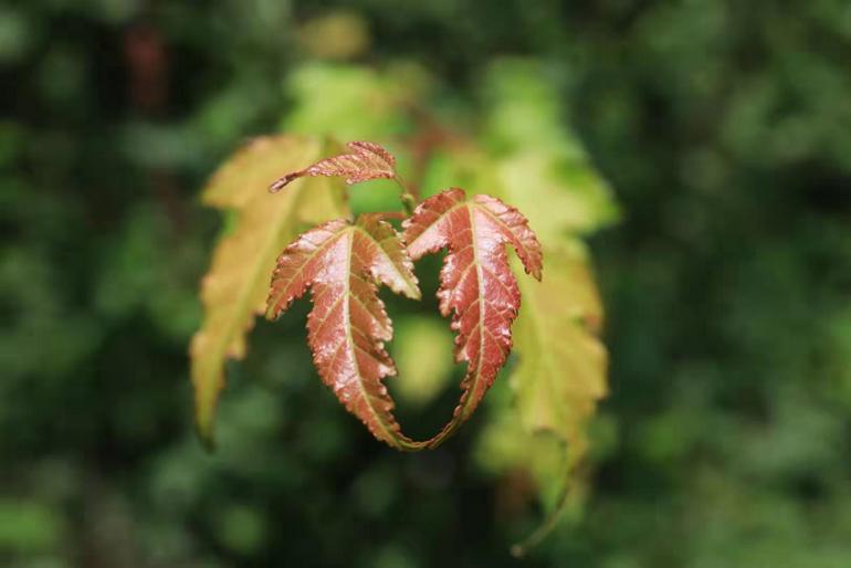 点击查看原图大小