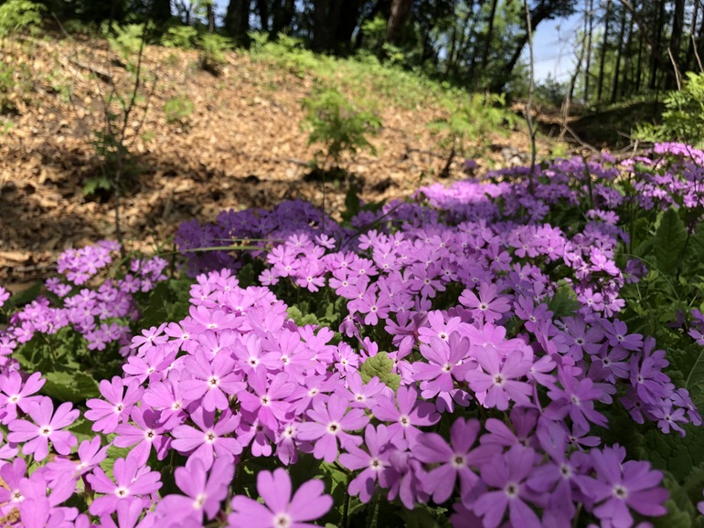 点击查看原图大小