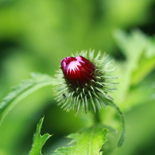 点击查看原图大小
