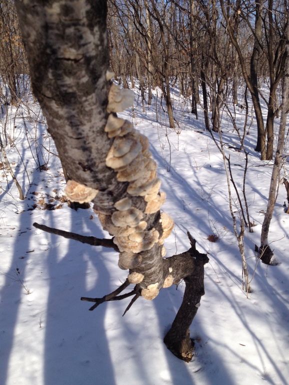 点击查看原图大小