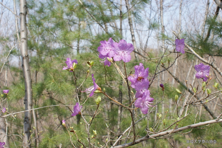 点击查看原图大小