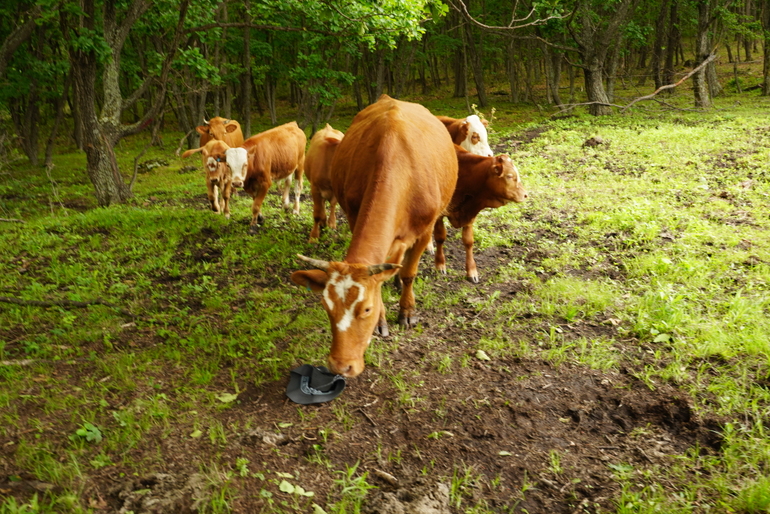 点击查看原图大小