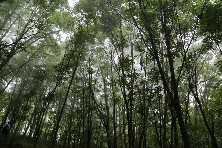 点击查看原图大小